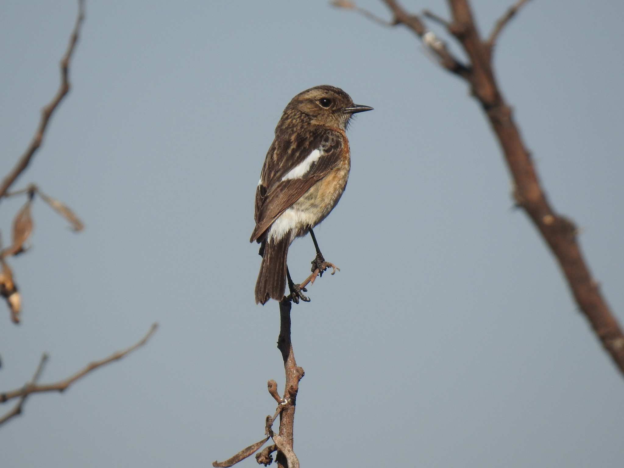 African Stonechat