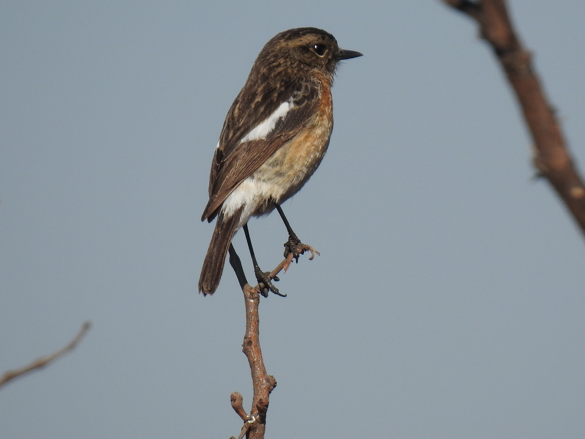 African Stonechat