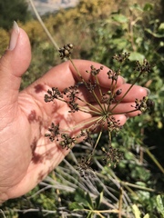 Ligusticum apiifolium