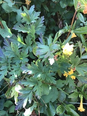 Ligusticum apiifolium
