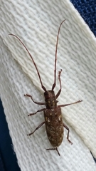 Monochamus titillator