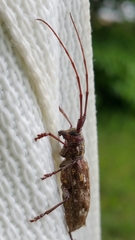 Monochamus titillator