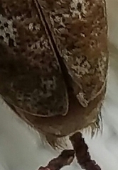 Monochamus titillator