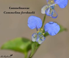 Commelina forskaolii