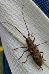 Monochamus titillator