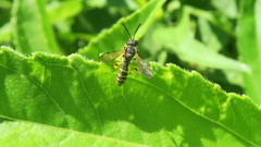 Cerceris arenaria