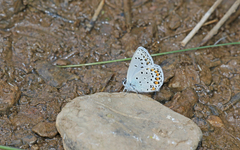 Kretania brethertoni