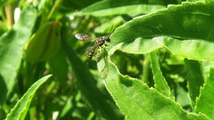 Cerceris arenaria