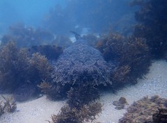Orectolobus halei