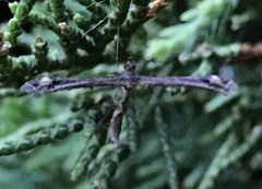 Anstenoptilia marmarodactyla