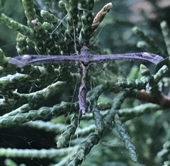 Anstenoptilia marmarodactyla