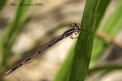 Enallagma doubledayi