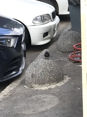 Sturnus vulgaris