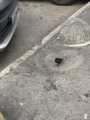 Sturnus vulgaris