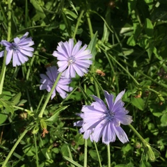 Cichorium intybus