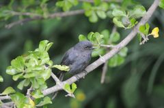 Melaenornis