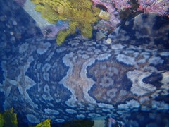 Orectolobus halei