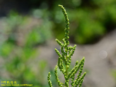 Chenopodium acuminatum virgatum