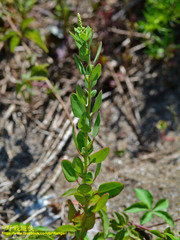 Chenopodium acuminatum virgatum