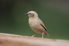 Pseudonigrita arnaudi