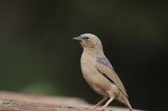 Pseudonigrita arnaudi