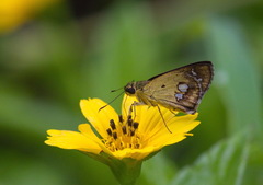 Scobura isota