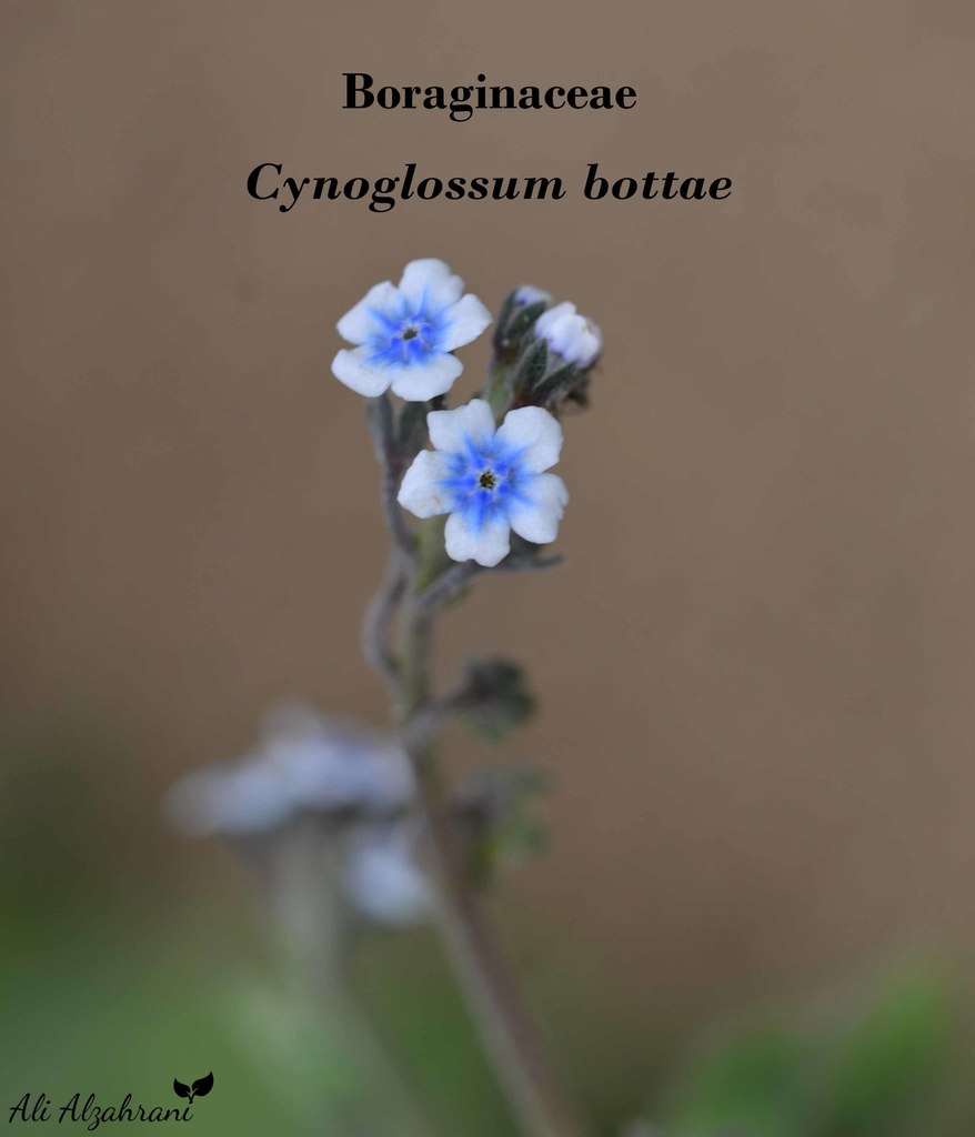 Cynoglossum bottae