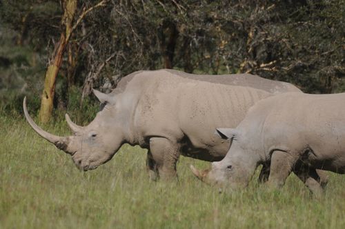 White Rhinoceros