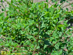 Chenopodium acuminatum virgatum
