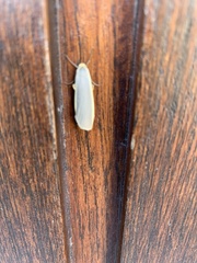 Eilema depressa