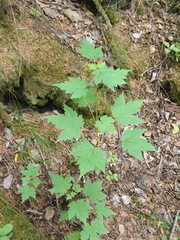 Acer ukurunduense