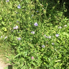 Cichorium intybus