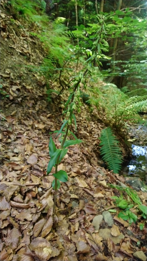 Epipactis greuteri