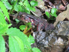 Bufo formosus