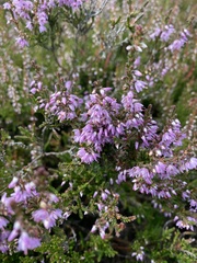 Calluna vulgaris