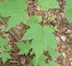 Acer ukurunduense