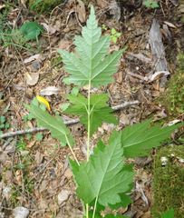 Acer ukurunduense