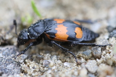 Nicrophorus hebes