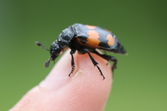 Nicrophorus hebes