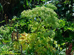 Angelica hirsutiflora