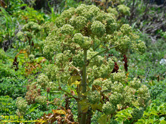 Angelica hirsutiflora