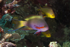 Pseudanthias huchtii