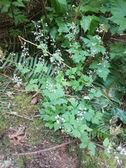 Tiarella trifoliata trifoliata