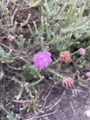 Erica tetralix