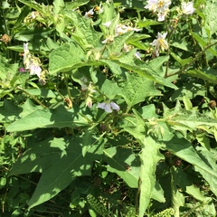 Solanum carolinense