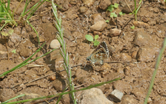 Spialia