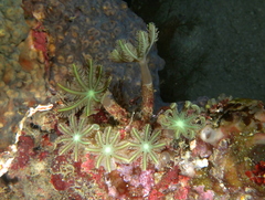 Clavularia