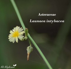 Launaea intybacea
