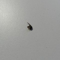 Anthonomus quadrigibbus