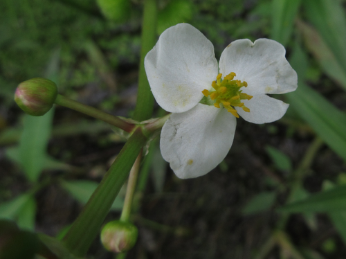 Sagittaria aginashi (Sagittaria aginashi)